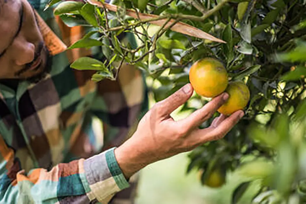Tarifa de 50% dos EUA põe agronegócio frutícola em alerta 5 Tarifa