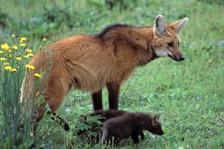 lobo guará
