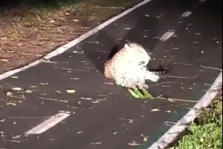 onça pintada