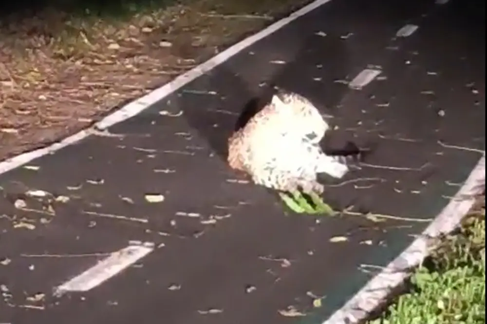 Onça-Pintada é vista descansando em ciclovia do Parque Nacional do Iguaçu 4 onça pintada