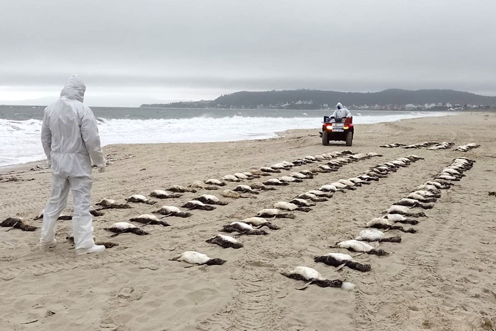 136 pinguins encontrados sem vida em praia de Florianópolis em um dia 2 pinguins