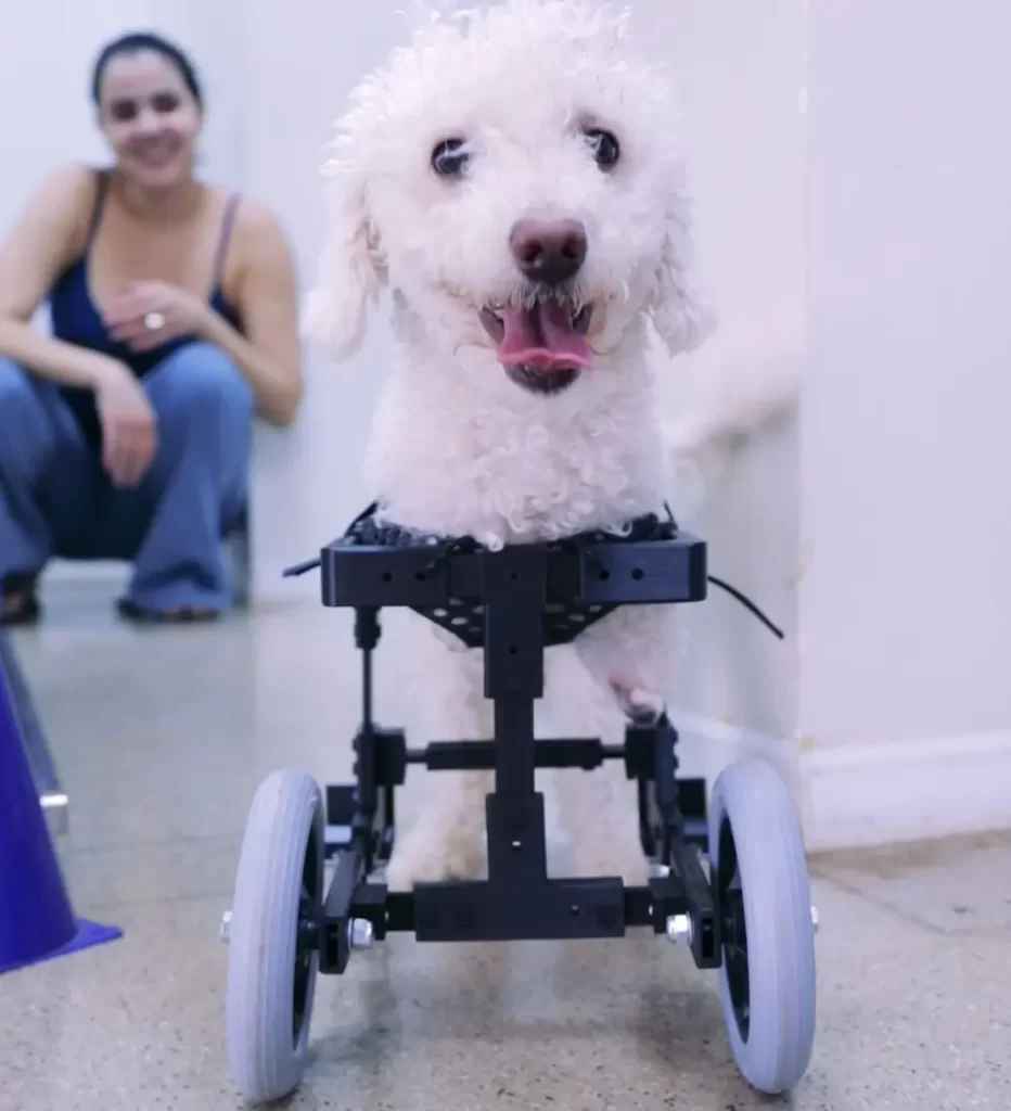 Cão sem patas dianteiras volta a andar com cadeira de rodas impressa em 3D por estudantes do CEUB 9 Cão sem patas