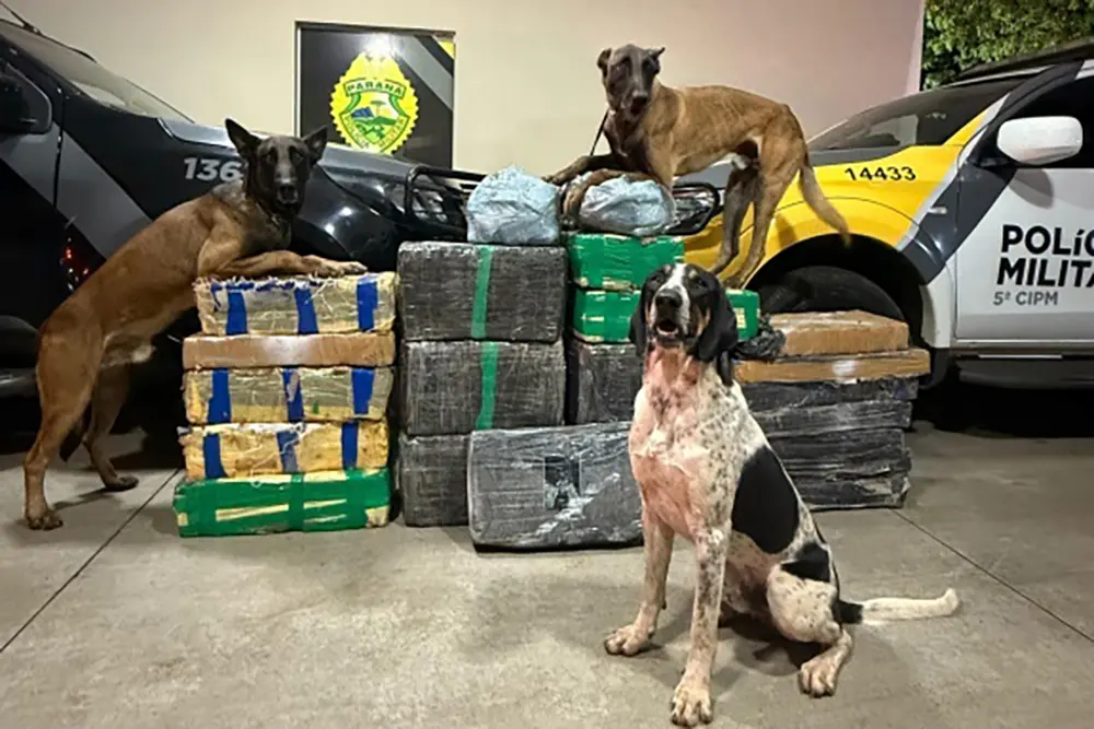 PMPR apreende 430 kg de drogas em operações de combate ao tráfico no Paraná 4 PMPR