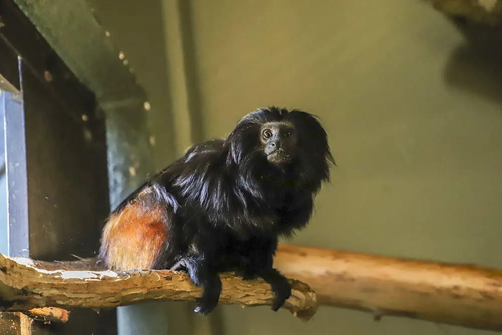 Zoológico de Curitiba lança enquete para escolher nome de novos micos-leões-pretos 2 micos-leões-pretos