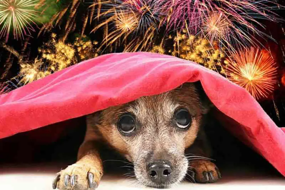 Campina Grande do Sul proíbe fogos com estampido e alerta crime 6 campina grande