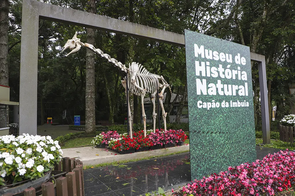 Museu de Curitiba expõe esqueleto da girafa Pandinha 2 museu de historia natural