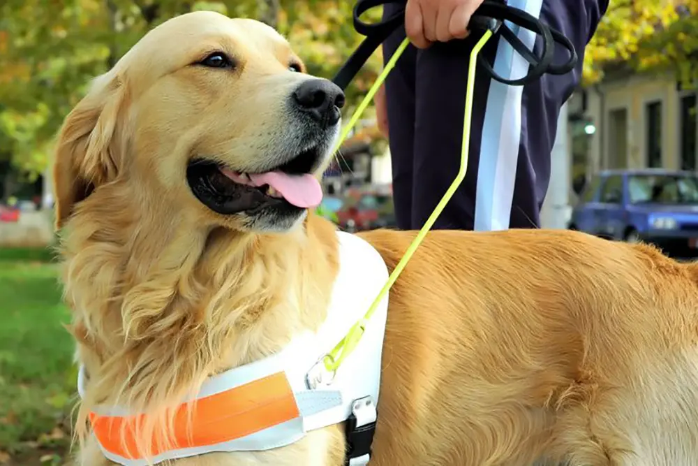 Suporte emocional, terapia ou serviço? Entenda as diferenças entre os pets 7 cao-guia