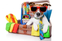 viajar-com-seu-pet-1