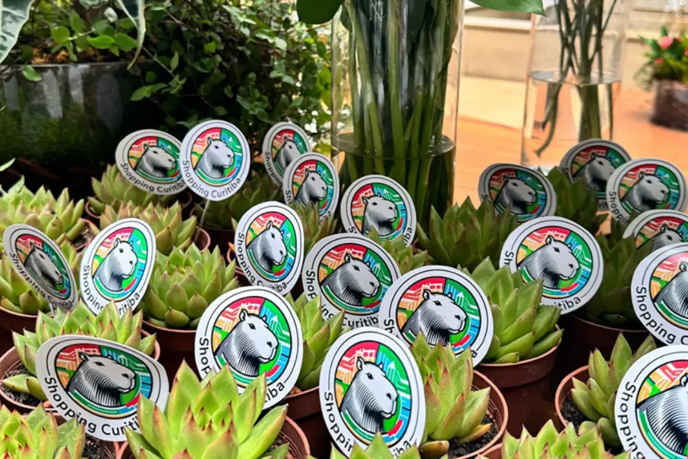 Shopping Curitiba distribui suculentas no aniversário da cidade 5 Shopping Curitiba distribui suculentas