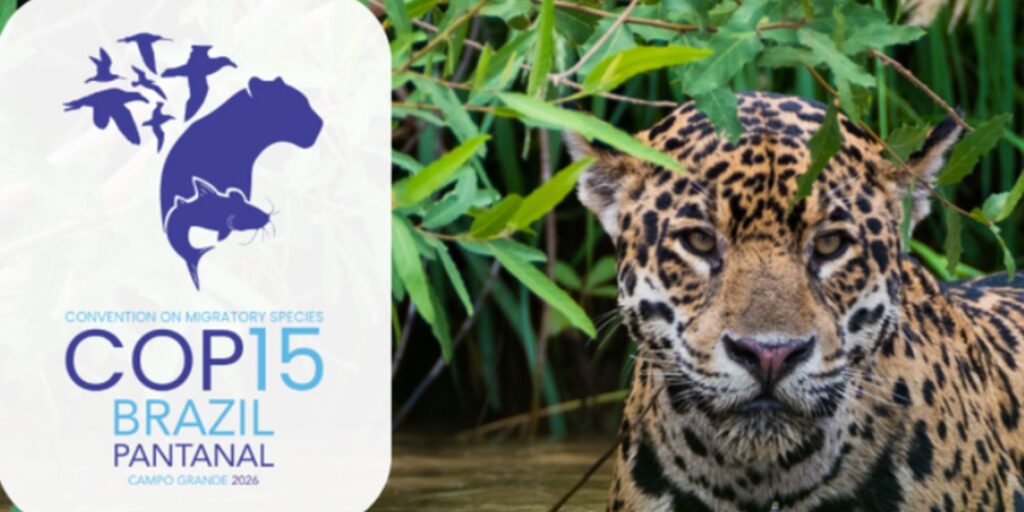 COP15: desafios e ações para espécies migratórias 1 cop15 COP15: desafios e ações para espécies migratórias