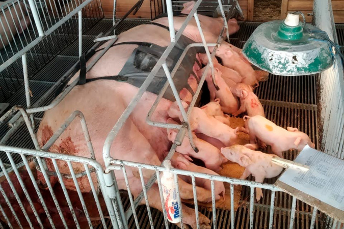 PigSave: cinta massageadora revoluciona bem-estar e produtividade na suinocultura 8 002 0 PigSave: cinta massageadora revoluciona bem-estar e produtividade na suinocultura