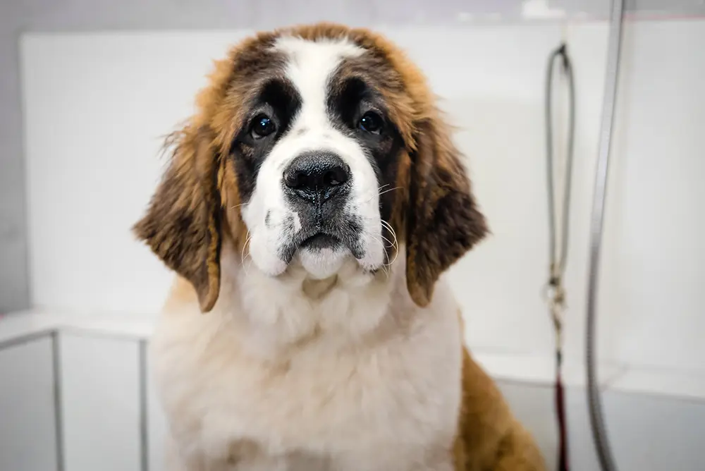 Pulgas causam grandes danos à saúde da pele dos pets 2 Prurido intenso, vermelhidão, crostas, feridas, lambedura excessiva e queda de pelos são os principais sinais clínicos da doença em cães