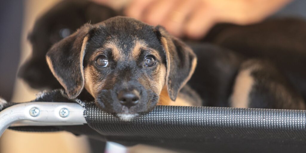 Genéricos veterinários: consulta pública para regulamentação 4 pets doacao 34 Genéricos veterinários: consulta pública para regulamentação