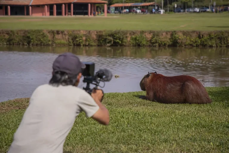 Cinegrafista Hidekazu Sasaki registra imagens das capivaras no Parque Barigui