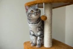 Ambientes sem oportunidades de exploração, brincadeiras ou desafios tendem a entediar os felinos, prejudicando seu bem-estar