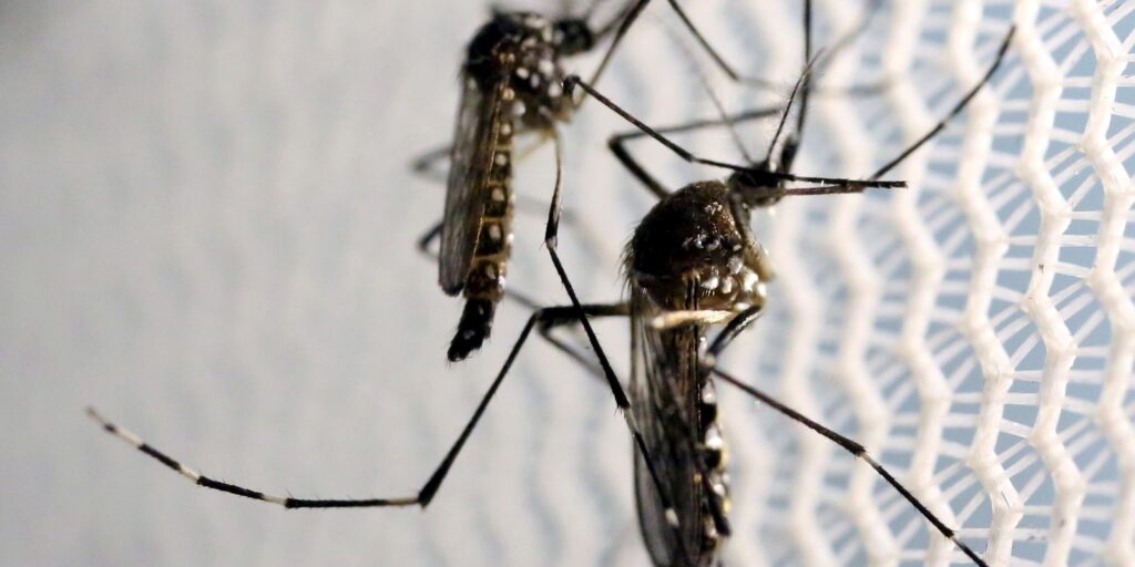 Febre amarela em SP: Vacinação essencial após novas mortes 1 mosquitos aedes aegypti dengue Febre amarela em SP: Vacinação essencial após novas mortes