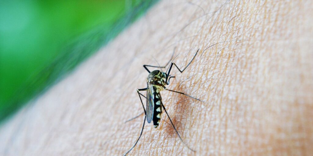 Febre amarela em SP: quinta morte confirma alerta de saúde 1 mosquito 213805 1920 Febre amarela em SP: quinta morte confirma alerta de saúde