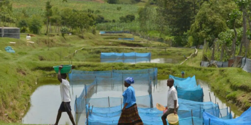 fao fishing tilapia1 Flavobacterium: alerta para Criação de peixes no Brasil