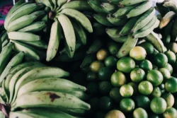 transicao agroecologica