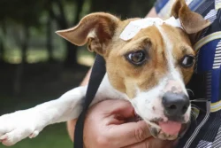 Pet shops que tiverem câmeras de monitoramento vão receber o selo “Pet Seguro”