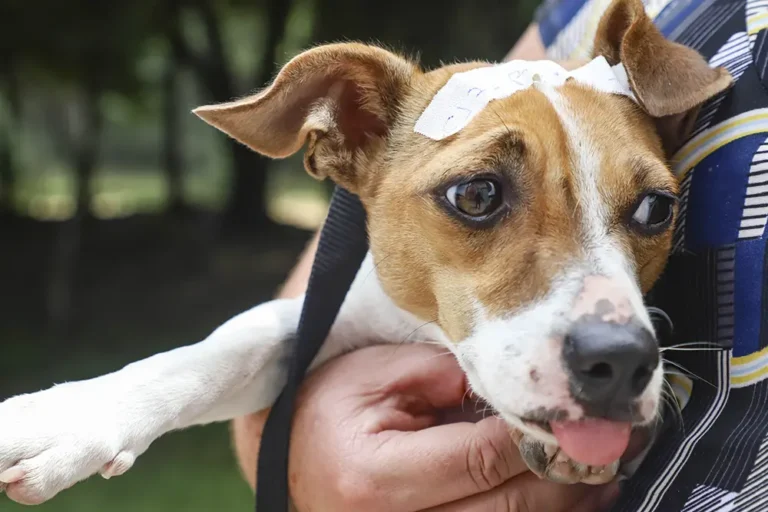 Pet shops que tiverem câmeras de monitoramento vão receber o selo “Pet Seguro”