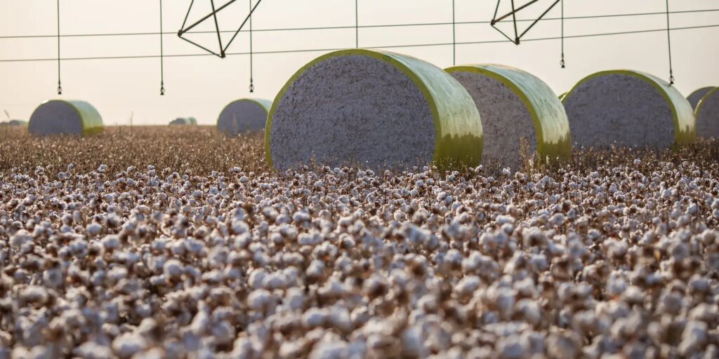 51420345253 8d37c3071b k Sorriso Perde topo da produção Agrícola: Entenda a mudança