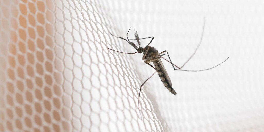 Dengue em SP: noroeste Lidera incidência de casos 1 adobestock 239043100 Dengue em SP: noroeste Lidera incidência de casos