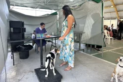 Ação busca incentivar a guarda responsável e ampliar o acesso ao serviço para cães e gatos