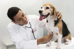 Exames e diagnósticos precoces garantem longevidade e qualidade de vida para cães e gatos com cardiopatias
