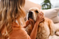 Adaptação de exercícios e acompanhamento preventivo garantem bem-estar a cães idosos