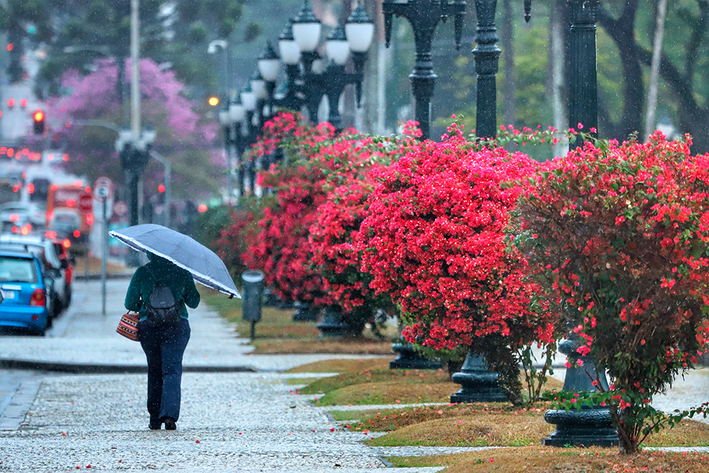 Estação das flores exige atenção de pacientes alérgicos tanto para o mofo dentro de casa quanto para o pólen na rua